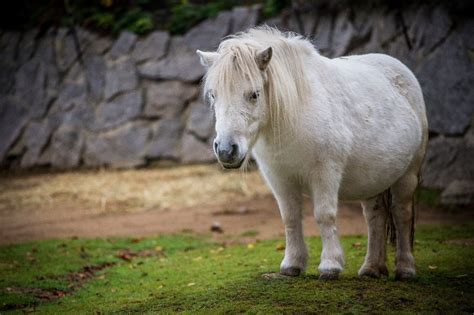 Considering Miniature Horses as Pets: Important Factors to Keep in Mind