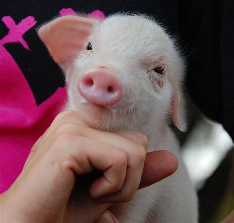 Considering a Pet Pig? Here's What You Should Keep in Mind