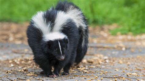 Considering the Upsides and Downsides of Owning a Pet Skunk