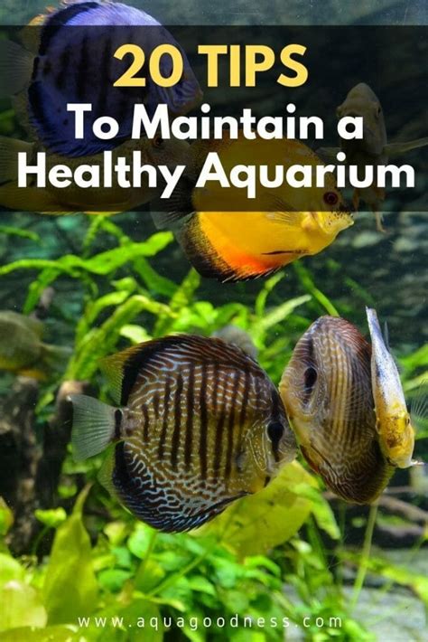 Consistency and Routine: Maintaining a Healthy Tank