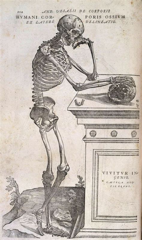 Contemplating Mortality: Decoding the Symbolism of a Skeleton Resting in a Casket