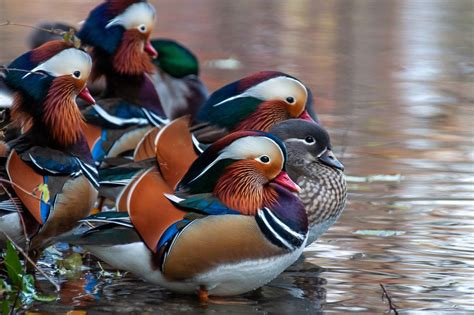 Contemporary Perspectives: Mandarin Duck Symbolism in Modern Art and Design