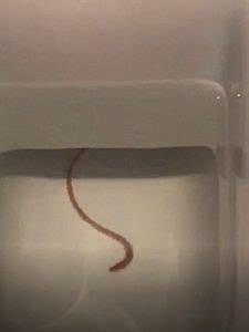 Contextual Examination: Worms Encountered in the Bathroom