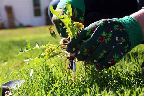 Controlling Weeds in Your Garden Using the Power of Sodium Chloride