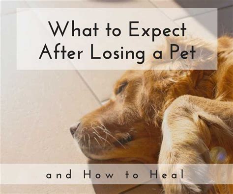 Coping Mechanisms: Finding Solace in the Aftermath of Losing a Beloved Animal Companion