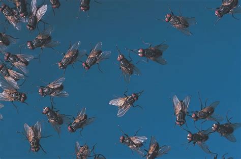 Coping Strategies: Navigating and Making Sense of Swarms of Flies in Your Dreams