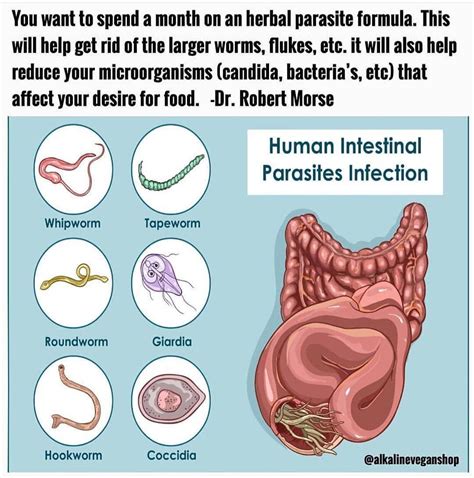 Coping Strategies for Dealing with Disconcerting Visions of Worms in Restrooms