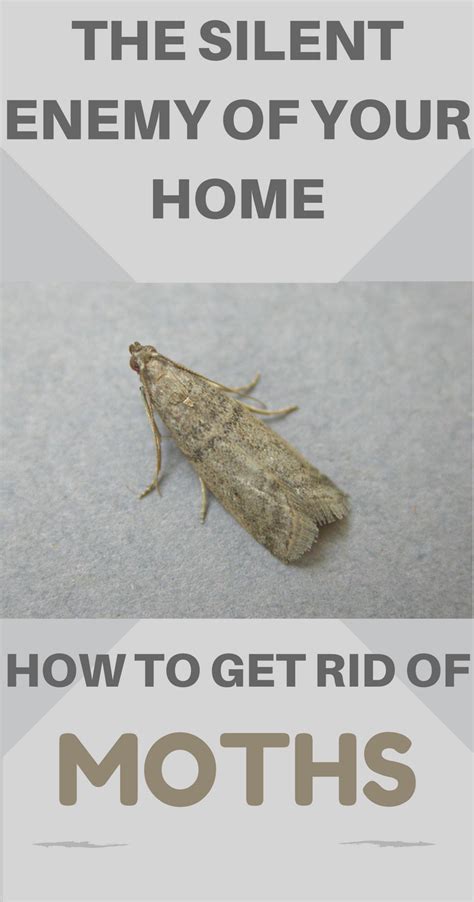 Coping Strategies to Manage Dreams of Moth Infestation