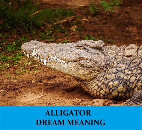 Coping with the Alligator Dream: Practical Tips and Suggestions