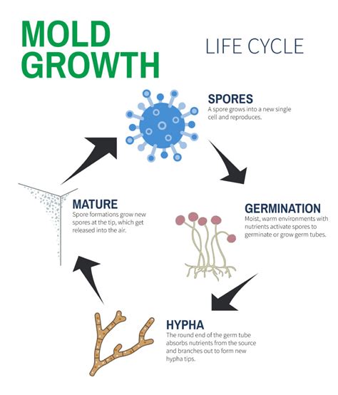 Could Physical Health Factors be Responsible for Experiencing Mold Growth on the Scalp?