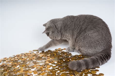 Counting Coins: Investigating Baby Kitten's Financial Standing