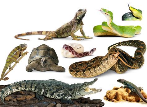 Cracking the Code: Deciphering the Symbolism of Reptiles on the Walls of Dreams