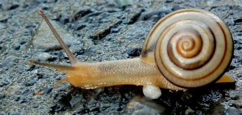 Cracking the Code: Decoding the Symbolism of a Pale Gastropod