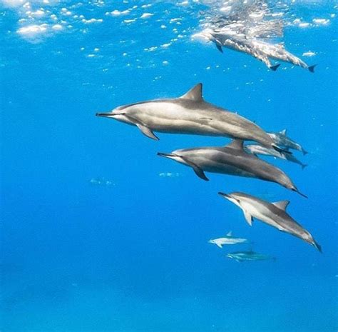 Cracking the Code: Delving into the Enigma of Dolphin Communication