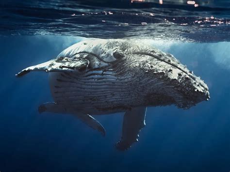 Cracking the Code: Interpreting the Messages Embedded in Whale-Inspired Dreams