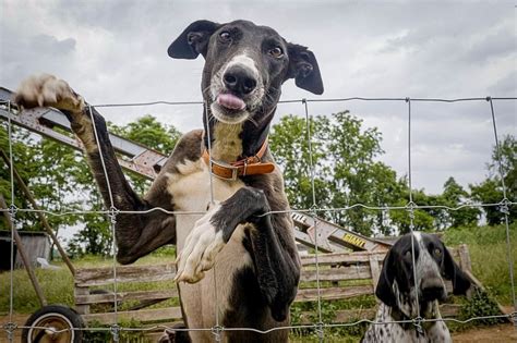 Cracking the Code: Unraveling the Meaning of a Snowy Canine in One's Dreams