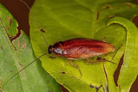 Cracking the Enigma of Cockroach Communication