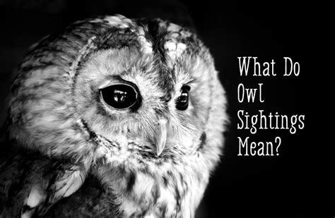 Cracking the Enigmas of Owl Symbolism in Contemporary Literature and Art