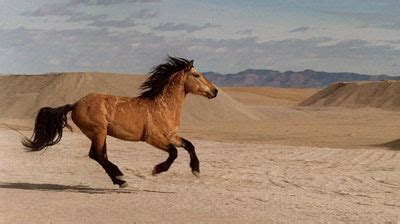 Cracking the Enigmatic Messages in Dreams of a Galloping Equine