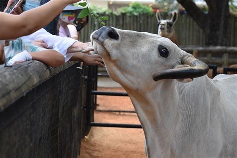 Create Unforgettable Memories with Bull Petting Experiences