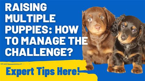 Creating Harmony: Tips for Managing Multiple Puppies in Your Home