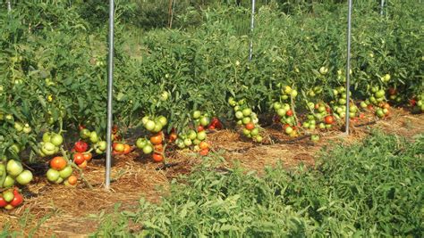 Creating Ideal Conditions for Tomato Growth