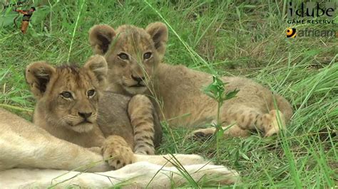 Creating Lasting Memories: Lion Cub Interaction