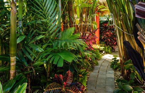 Creating Your Own Exotic Oasis: Cultivating a Tropical Paradise