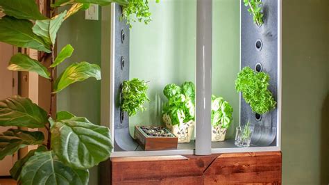 Creating Your Own Indoor Garden Haven