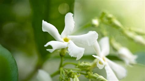 Creating Your Own Personal Paradise: Expert Tips for Growing Jasmine in the Comfort of Your Home