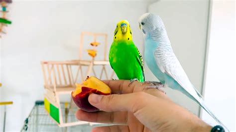 Creating a Nurturing and Stimulating Habitat for Your Budgie