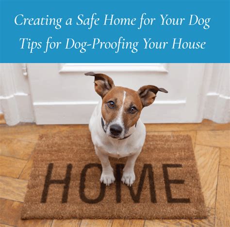 Creating a Safe Environment: Puppy-Proofing Your Home