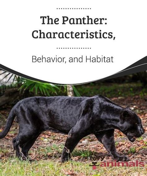 Creating a Safe and Suitable Habitat for an Elegant Panther