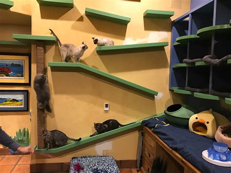 Creating a Sanctuary for Tiny Felines