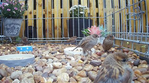 Creating a Sanctuary for the Tiny Fledglings