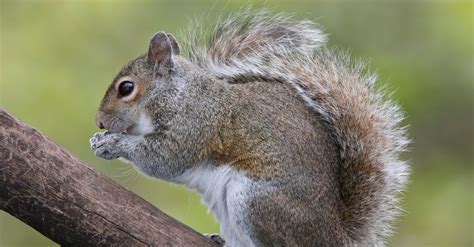 Creating a Secure Environment for Squirrels