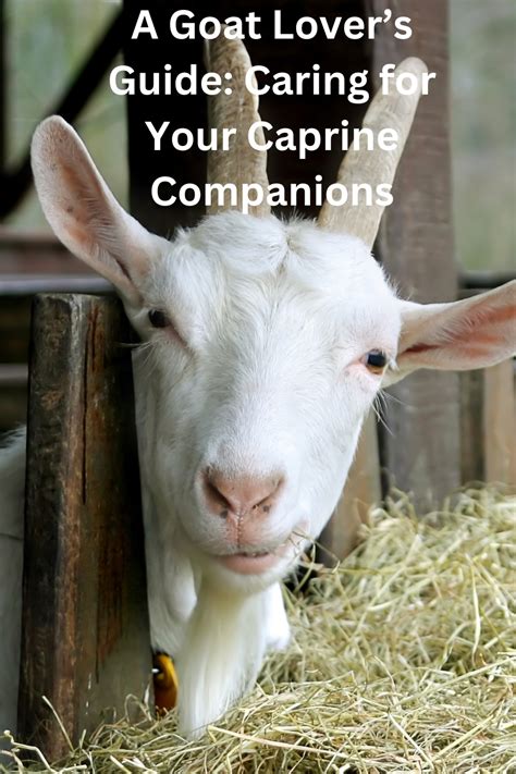 Creating a Secure and Appropriate Habitat for Your Caprine Companions