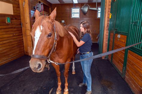 Creating a Secure and Comforting Atmosphere for Your Equine Companion