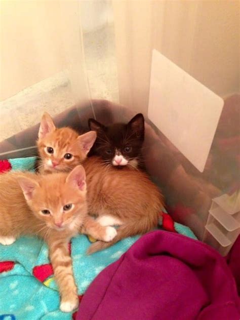 Creating a Secure and Inviting Environment for Rescued Kittens