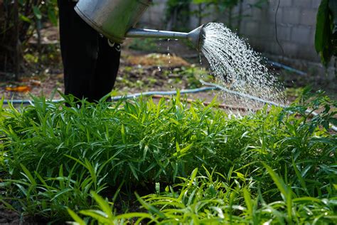 Creating a Thriving Lawn: Mastering the Art of Adequate Hydration