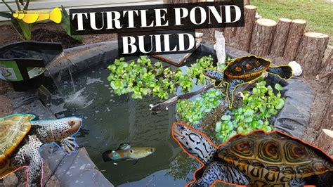 Creating a Turtle-Friendly Habitat