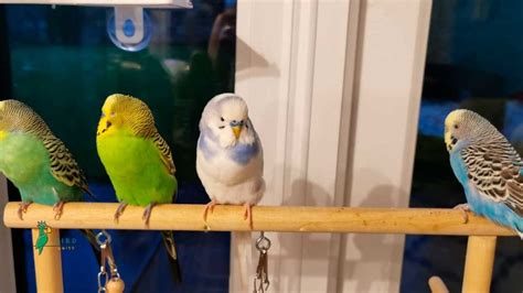 Creating a Vibrant Parakeet Community: Tips for Multiple Birds