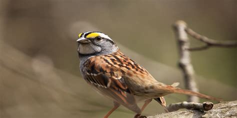 Creating a Welcoming Habitat: Inviting Sparrows to Your Garden