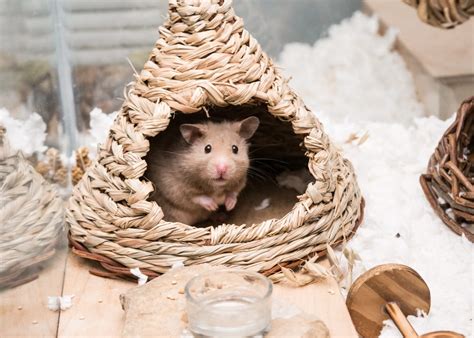 Creating an Environment Ideal for Happy Hamsters: Must-Haves for a Joyous Household