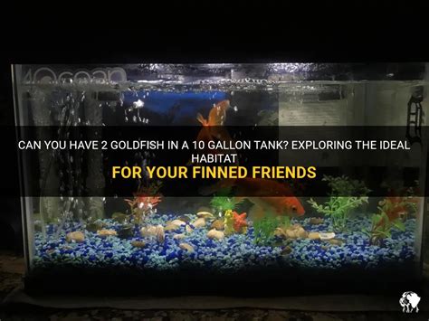 Creating an Ideal Habitat for Your Finned Friend