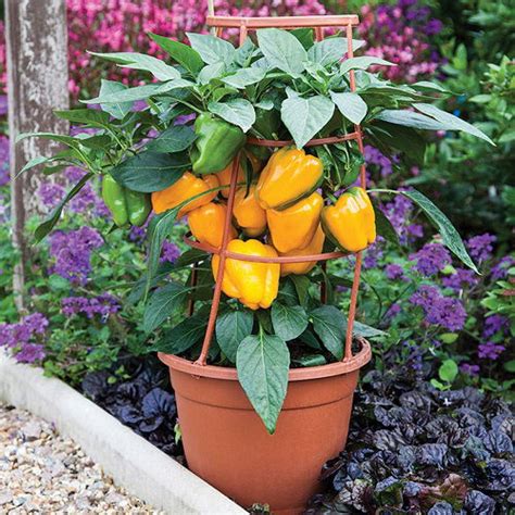 Creating the Ideal Environment for Successful Pepper Growth