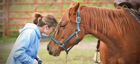 Creating the Ideal Environment for Your Equine's Optimal Rest