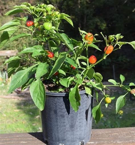 Creating the Ideal Growing Environment for Your Fiery Capsicum