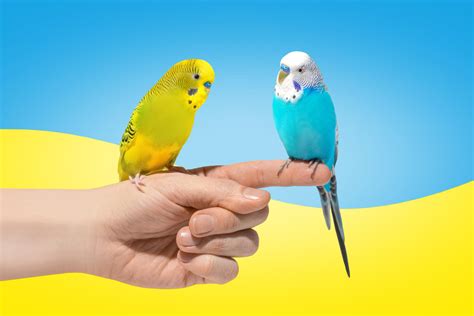 Creating the Perfect Environment for Your Parakeet Companion