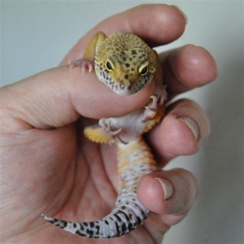 Creating the Perfect Habitat for Your Beloved Pet Lizard